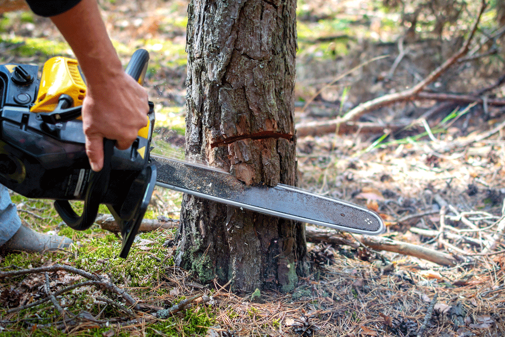 man using chain saw cutting down a small tree tree cutter prosper tx ft worth tx dallas tx 