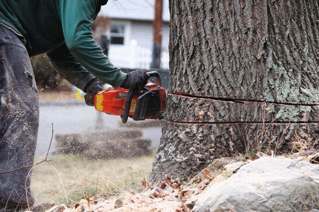 man using chainsaw to cut down a big tree emergeny tree removal prosper tx ft worth tx dallas tx 