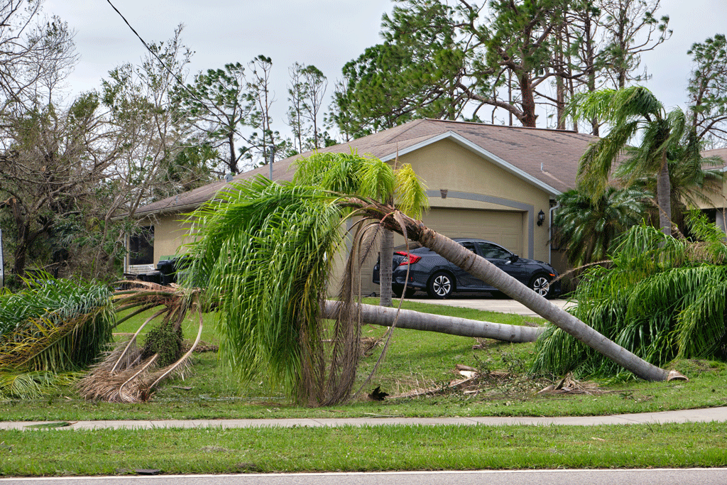Emergency Tree Removal: Immediate Impact, Lasting Safety