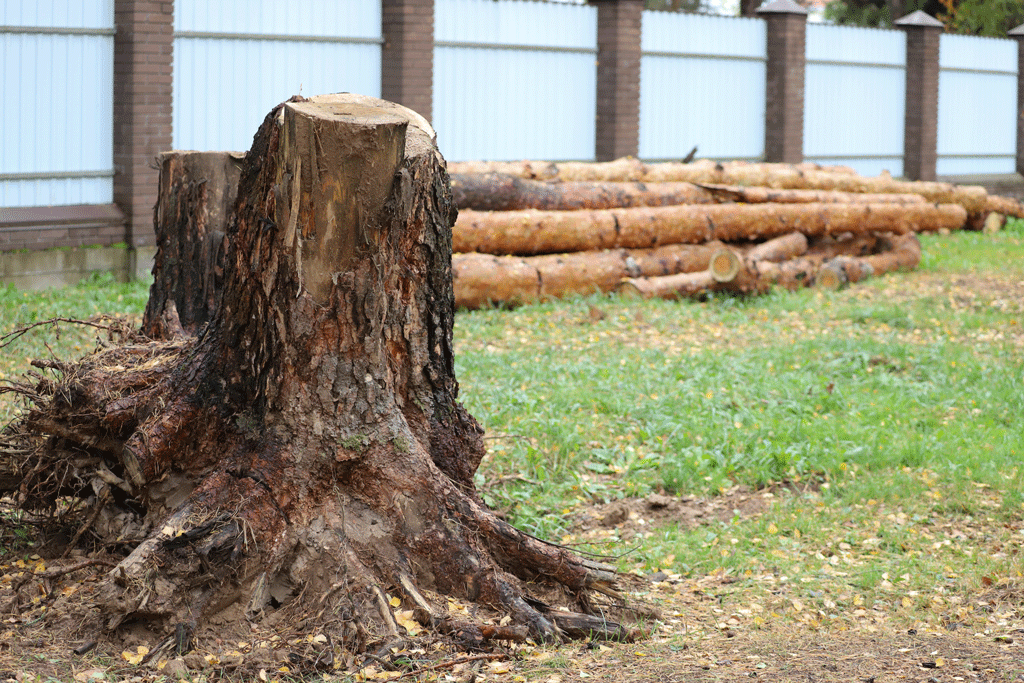 tree stumps and logs being cleaned up emergency tree removal ft worth tx dallas tx prosper tx 