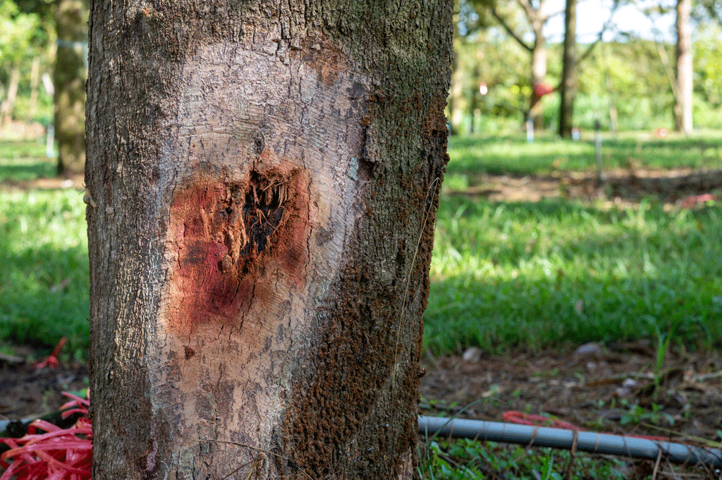 tree with disease in the middle of a park professional tree care service dallas tx ft worth tx southlake tx 