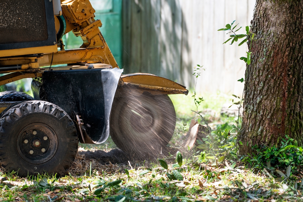 Stump grinding professional grinding down tree stump