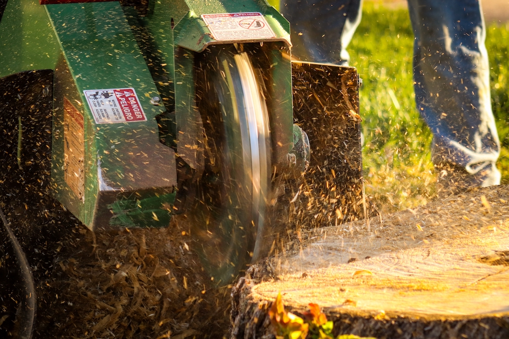 A stump grinder swiftly eliminating a tree stump. Wood chips fly as the machine efficiently works, highlighting professional outdoor maintenance in Stump grinding and grinder stump removal.