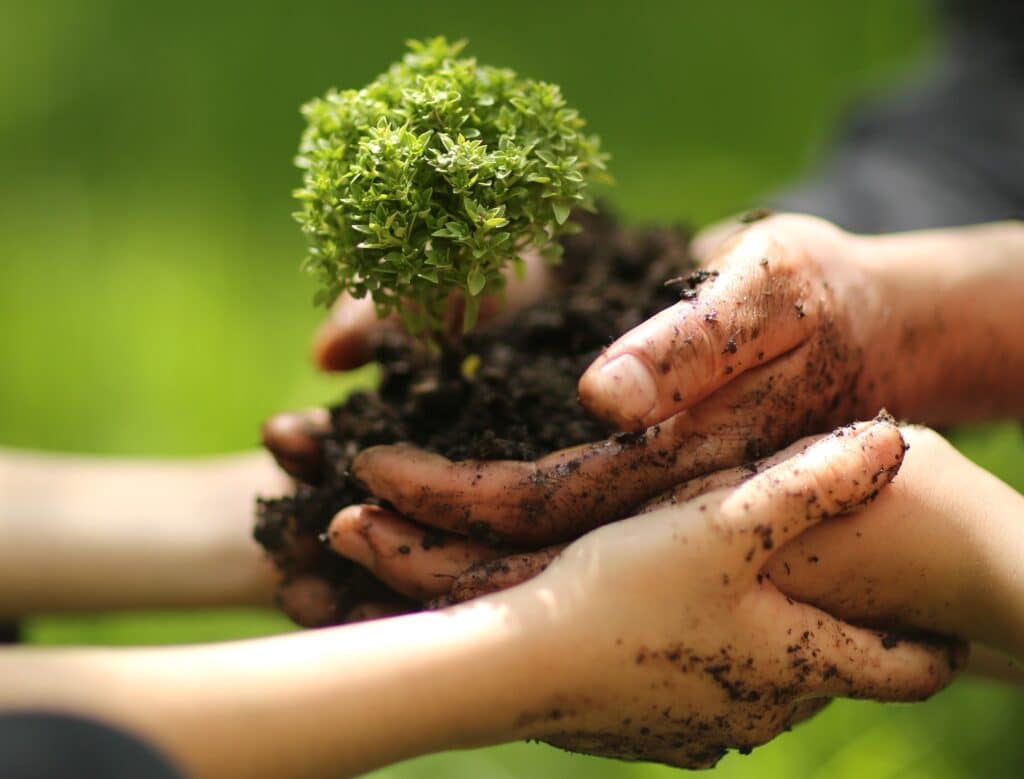 Summer Tree Care Tips | S&P Tree Service