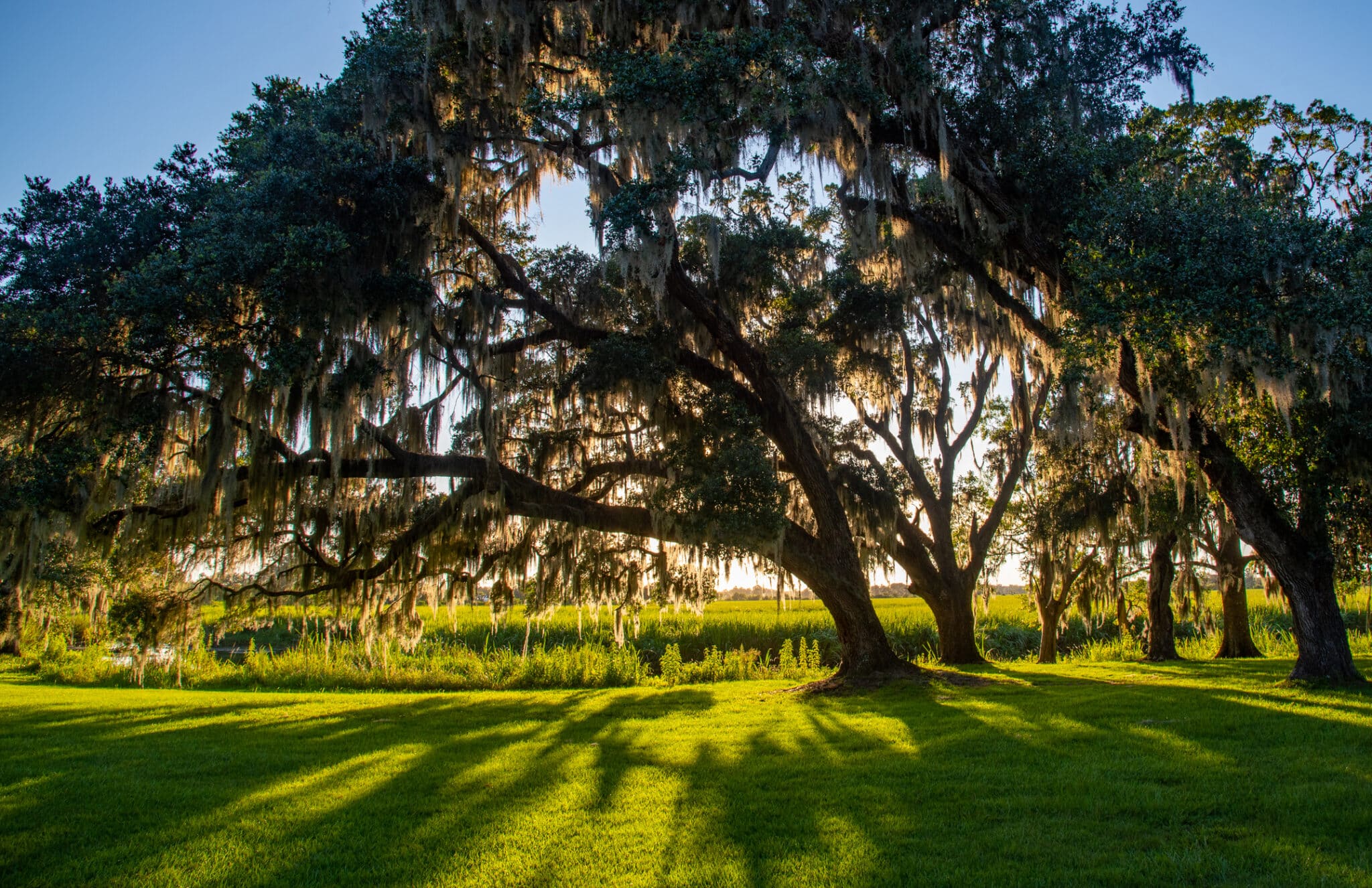 Best Shade Trees for Dallas Climate - Live Oak (Quercus virginiana).