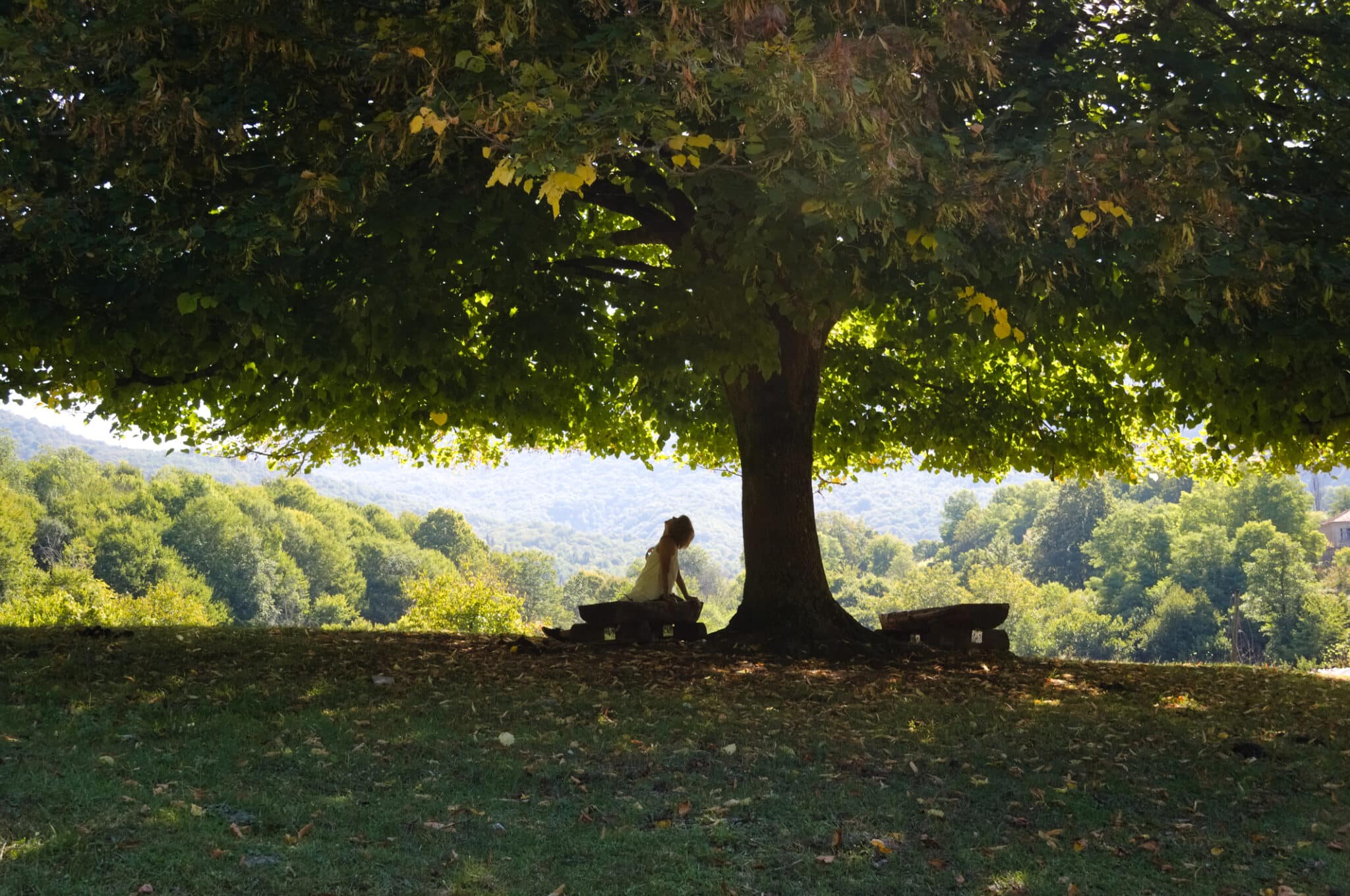 Landscaping Ideas with Shade Trees.