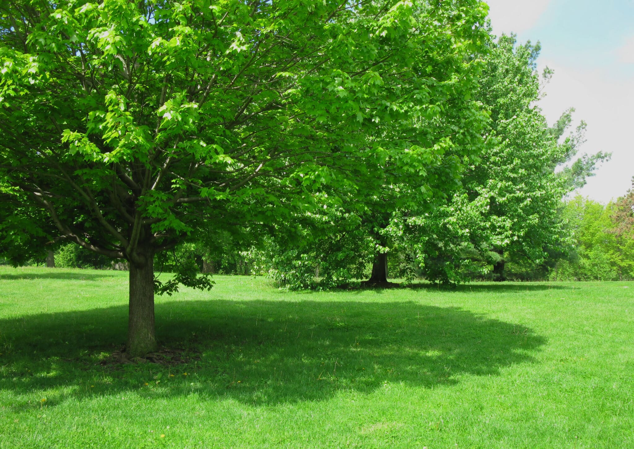 Shade Trees.