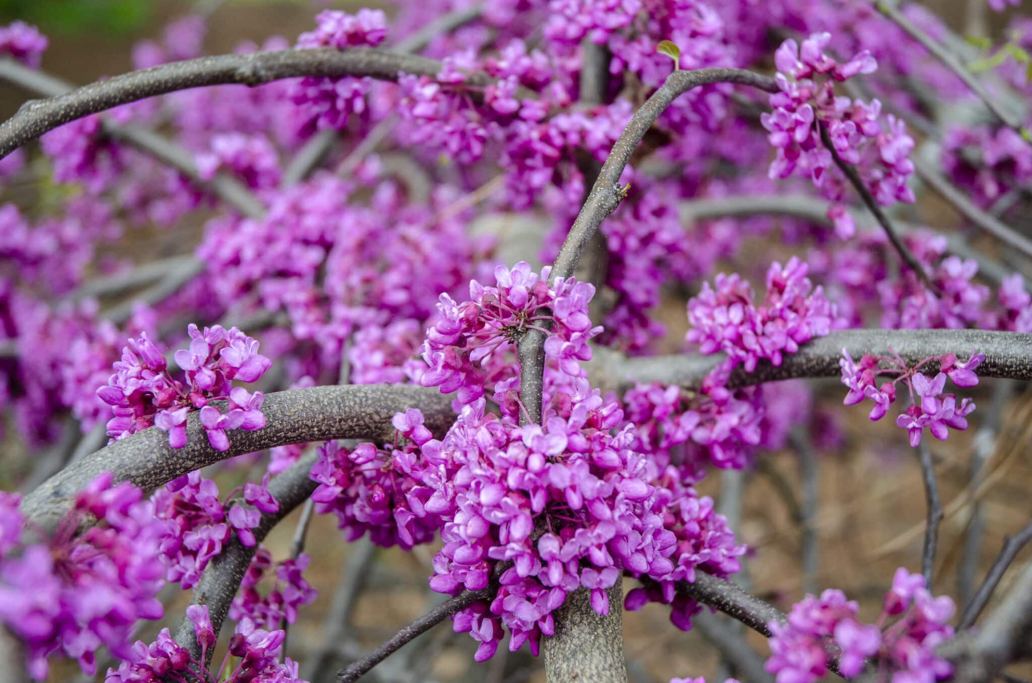 Top Ornamental Trees for Dallas