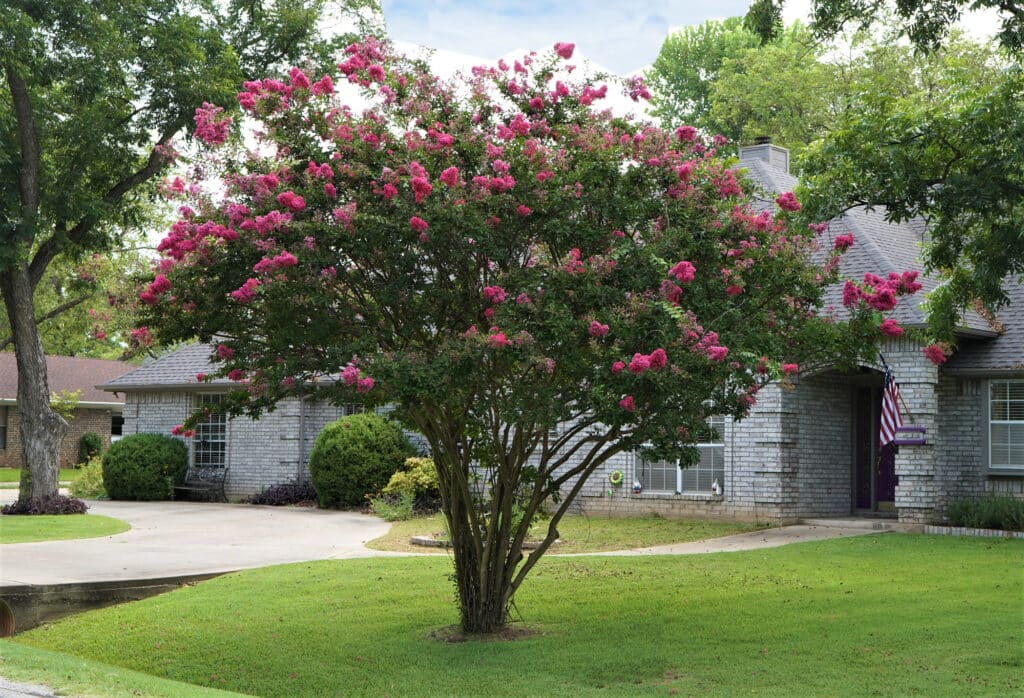 Crape Myrtles