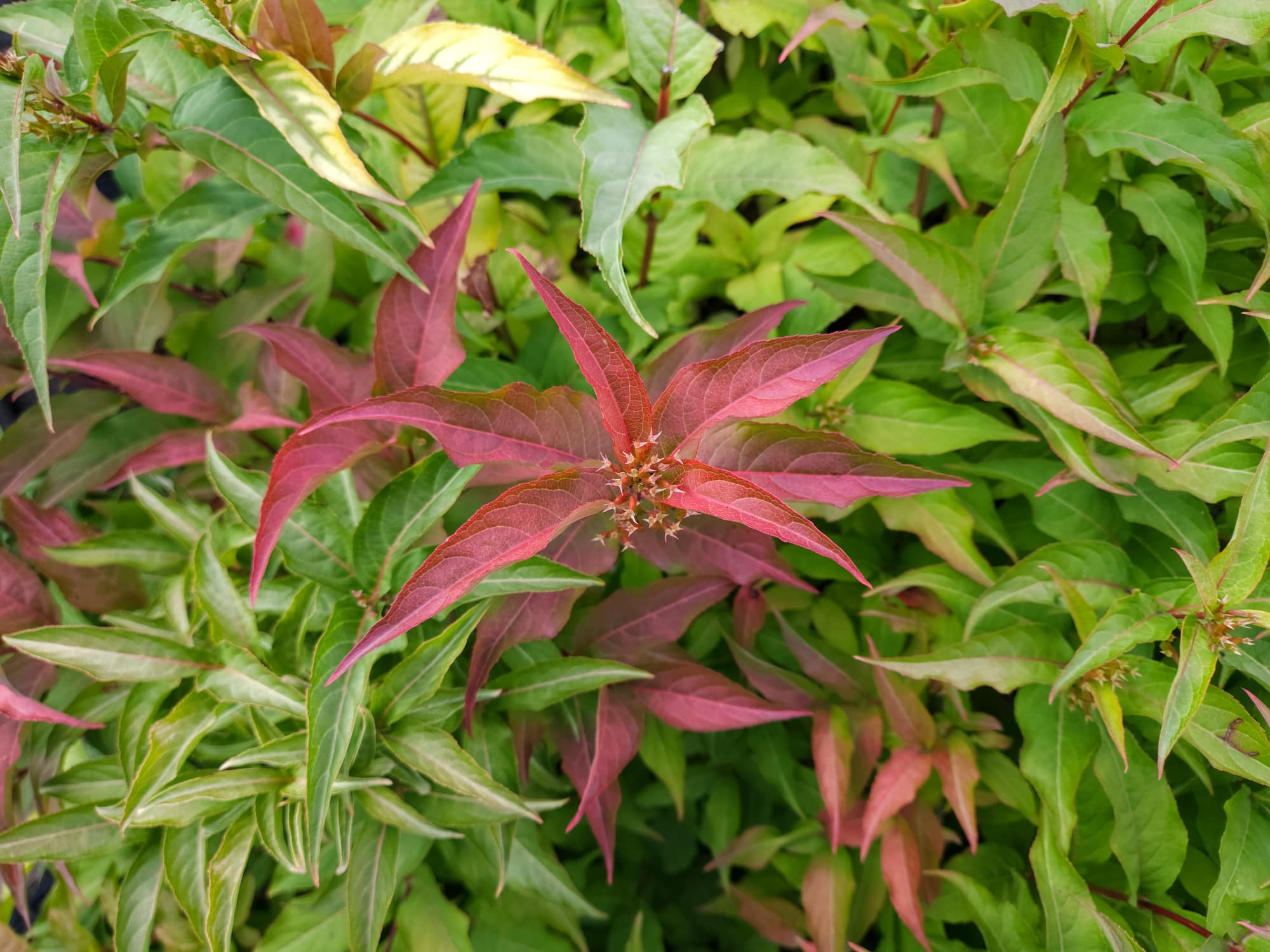 Diervilla Native Shrubs.