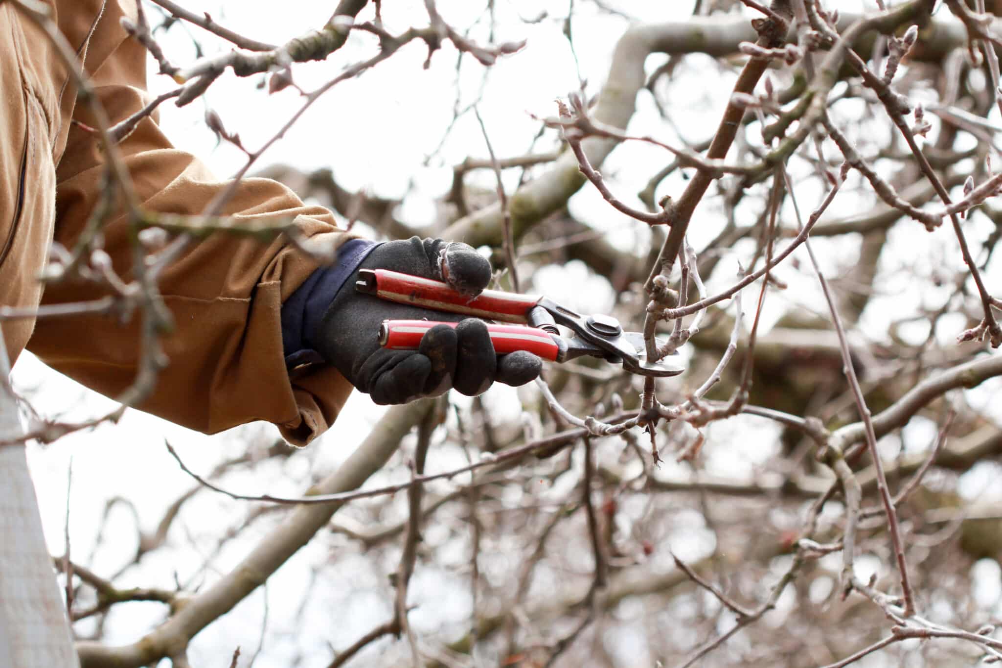 Cutting Trees Branch With Pruning Shears During Winter.