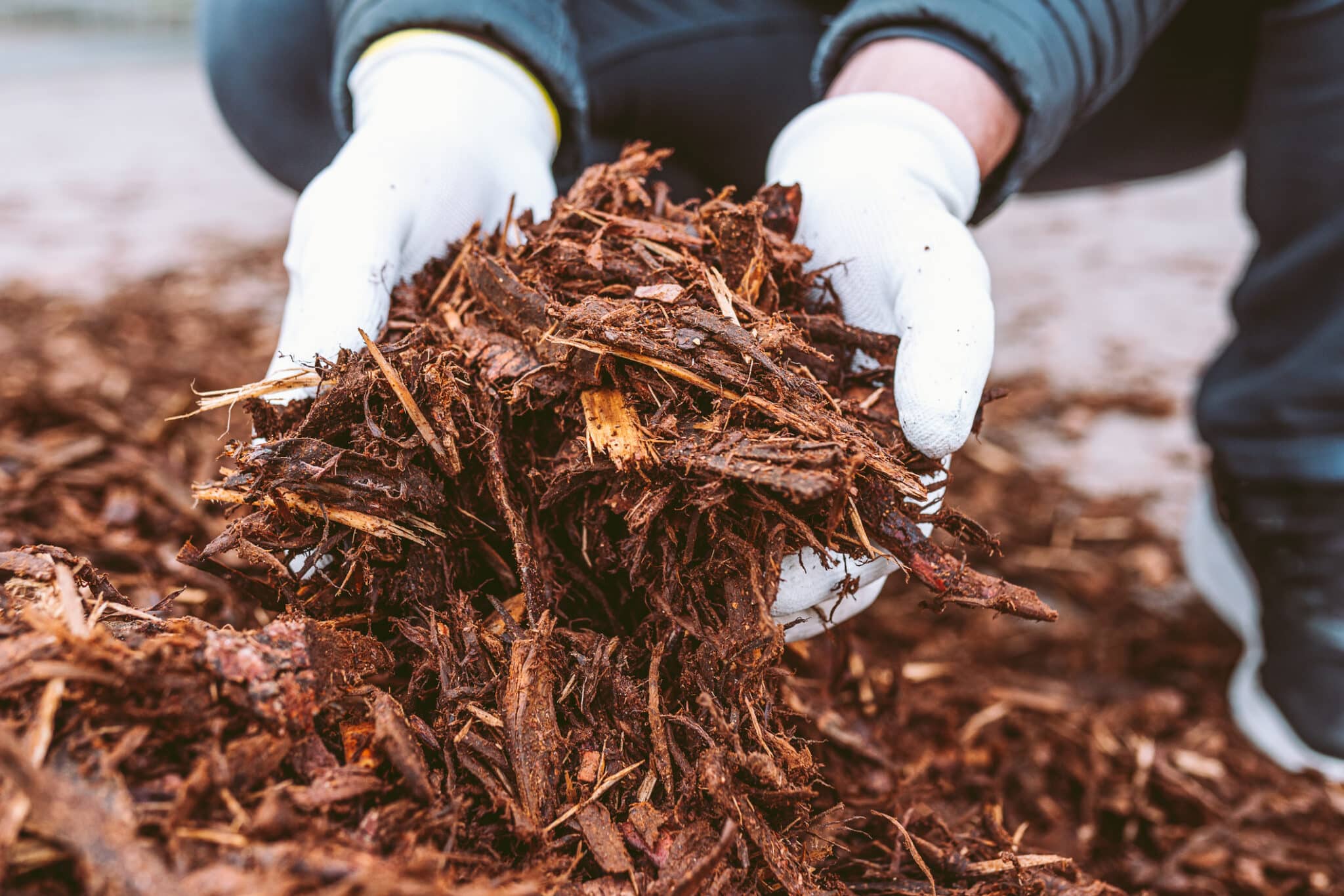 Gardener's hands with mulch.