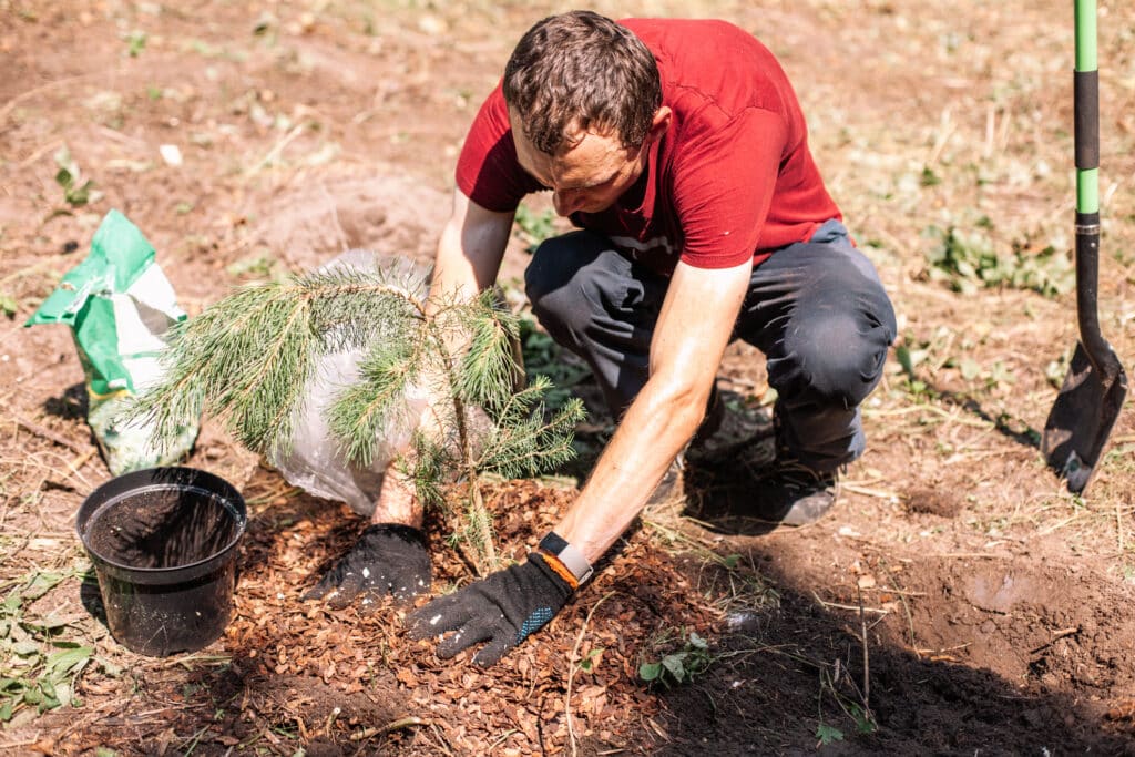 Youngest Tree Protecting Young Trees from Freezing Temperatures | S&P Tree Service
