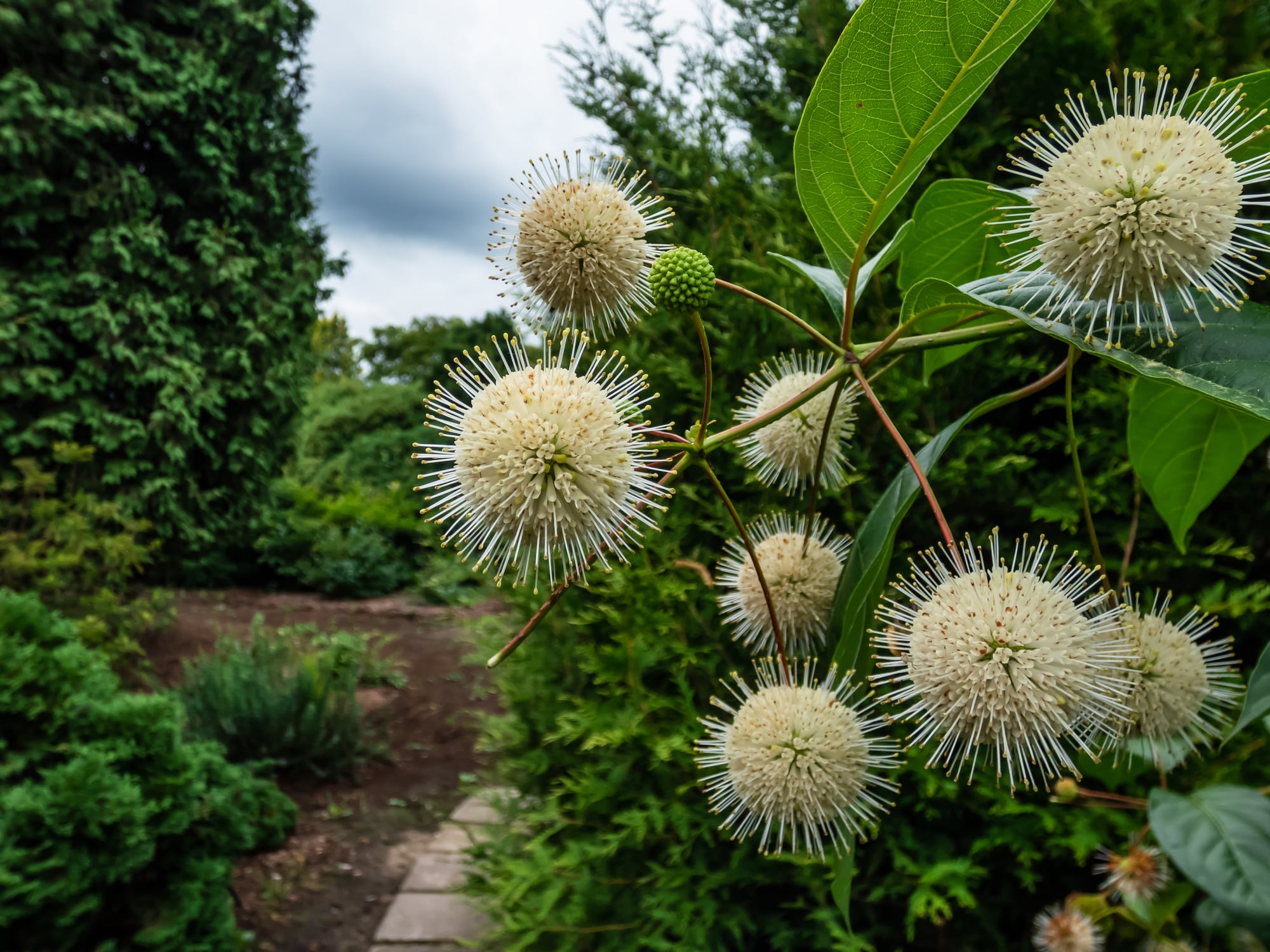 Native shrubs buttonbush.