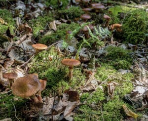 Mycorrhizal Fungi in mushrooms.