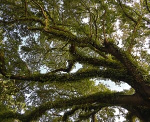 Big oak local trees with kudzu plant.