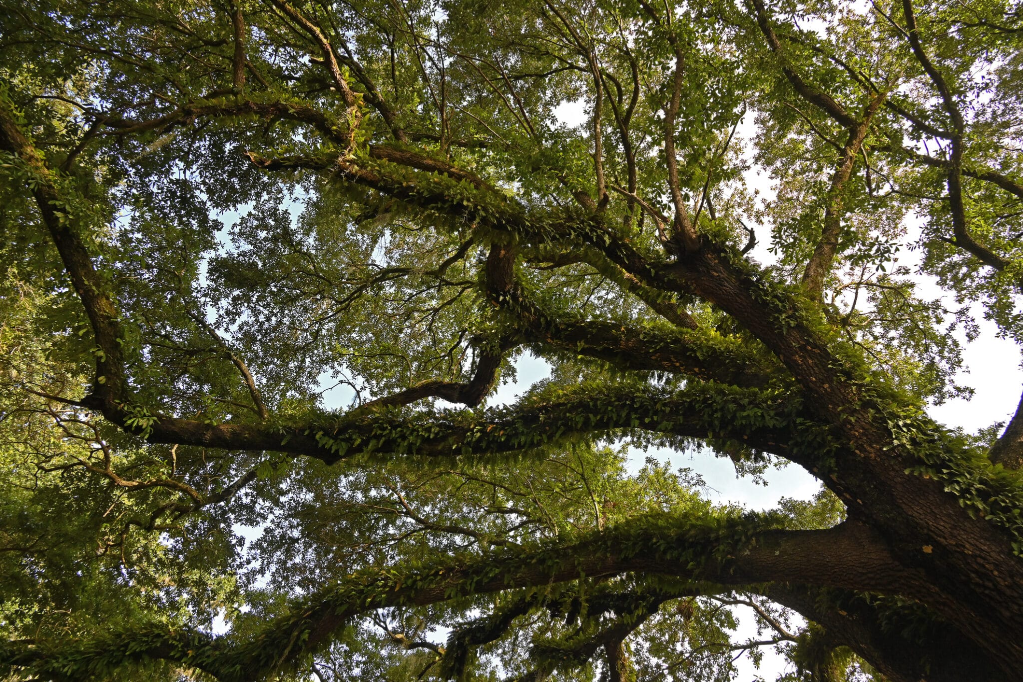 The Impact of Invasive Species on Local Trees