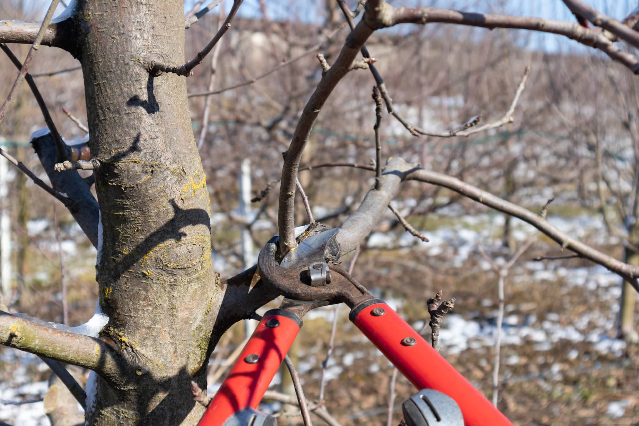 Tree care after winter snow.