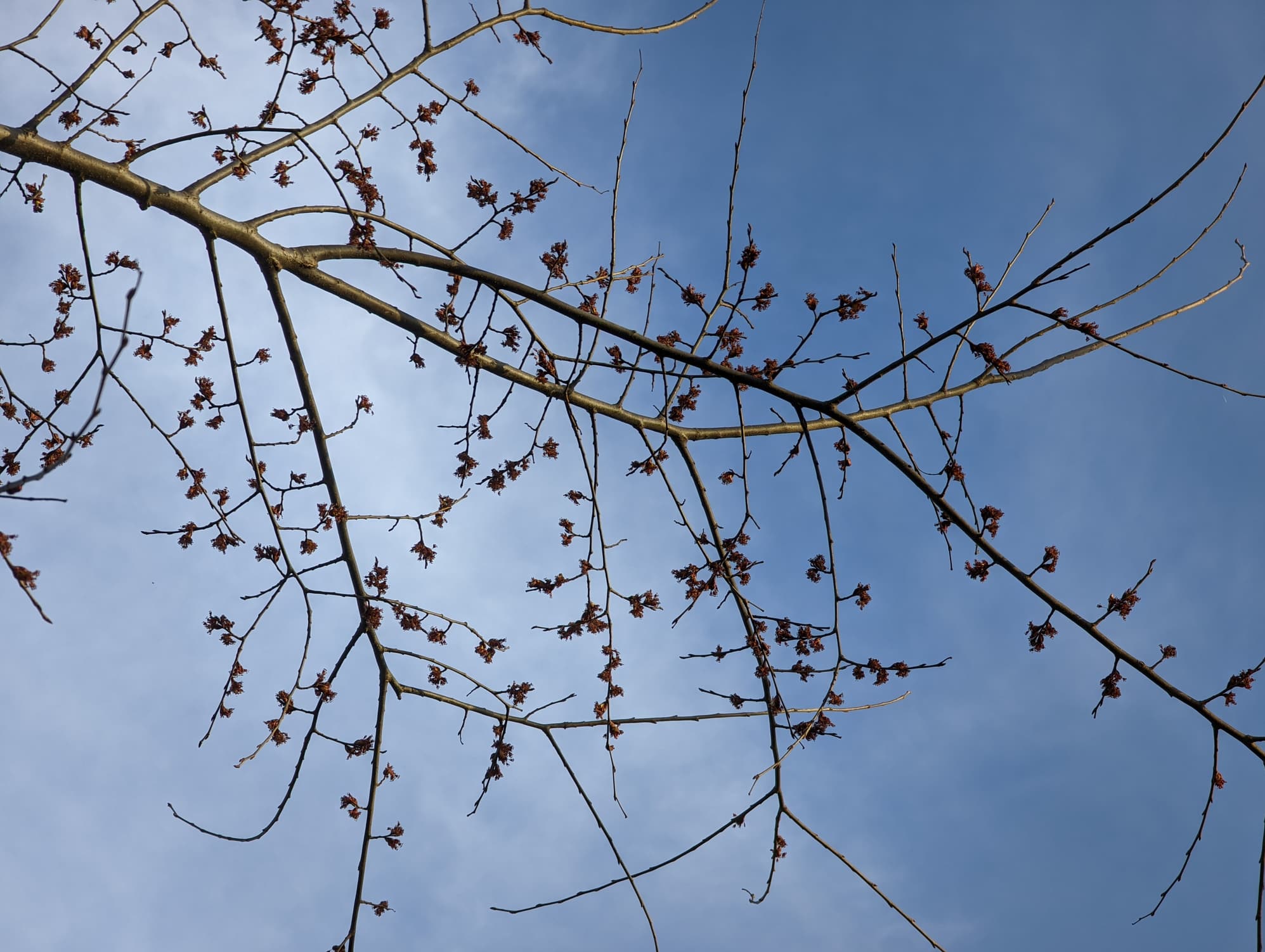 Elm Tree Stress.