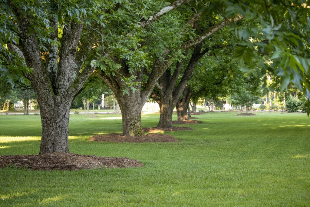 Tree From Weathermon How to help Weatherproof Trees from Severe Weather | S&P Tree Service