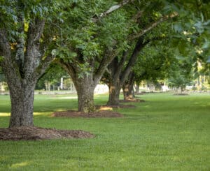 A row of weatherproof trees with mulch.