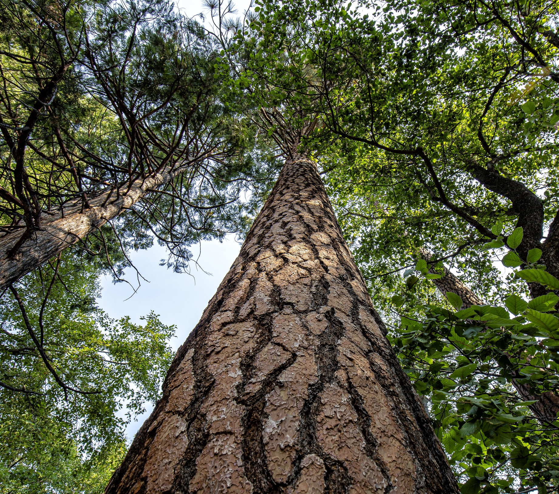 Fire-resistant tree species ponderosa pine.