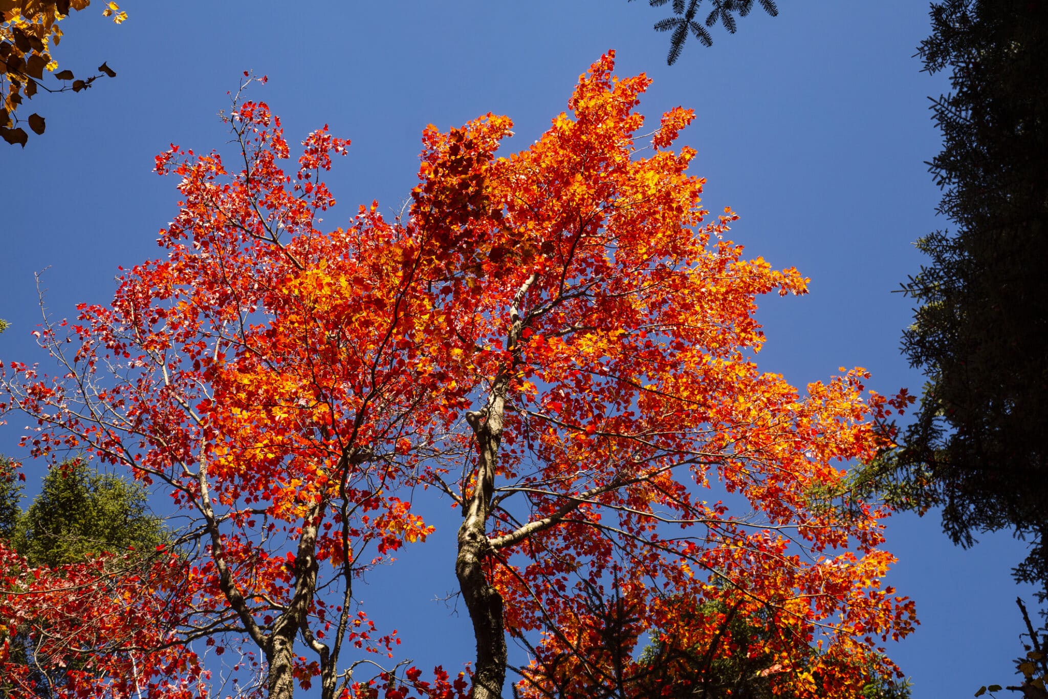 Fire-resistant tree species red maple.