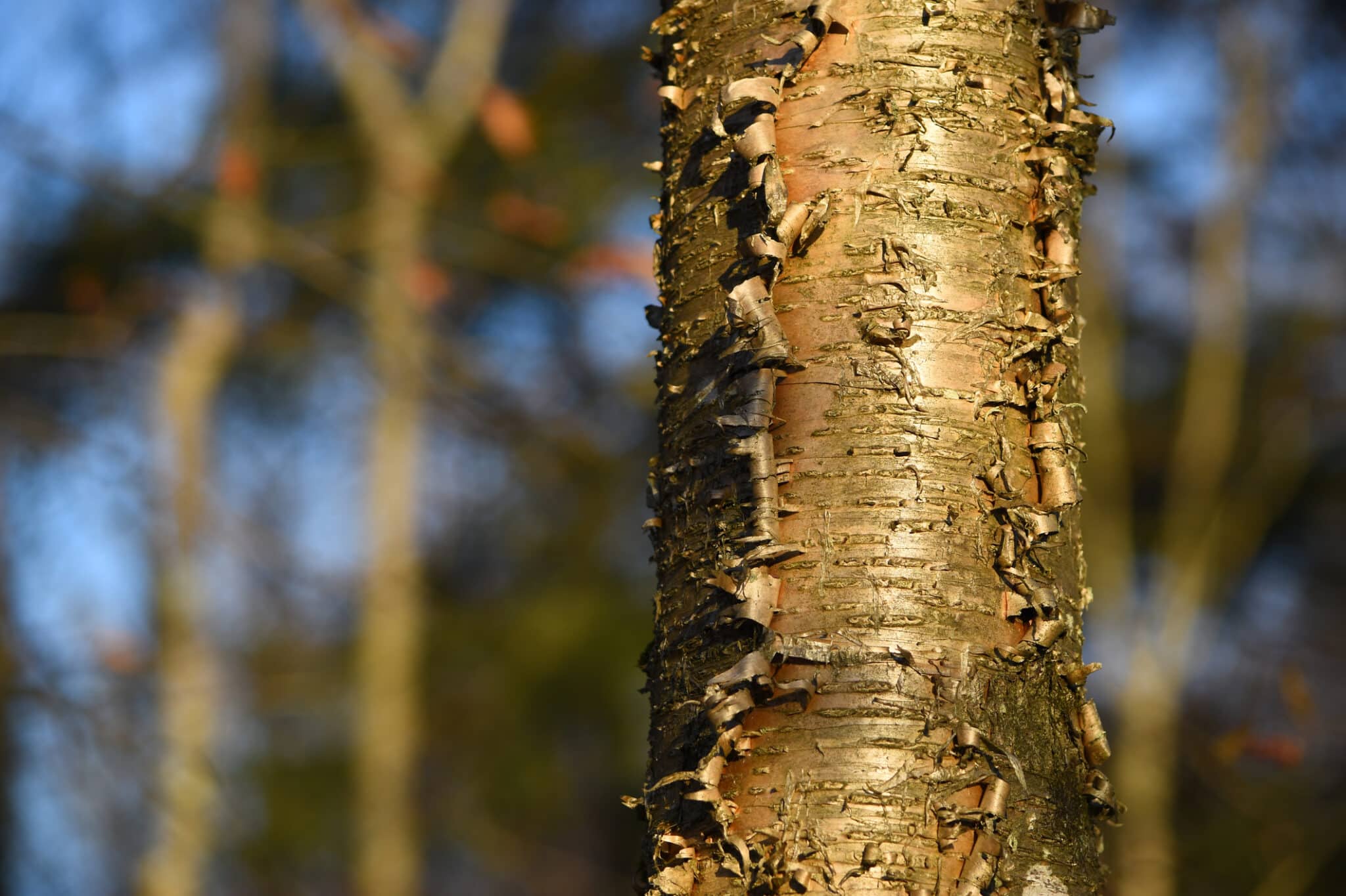 Preventing Frost Cracks In Young Tree Bark This January