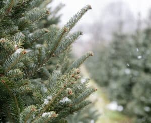 Winter-Proofing Evergreens Close Up.