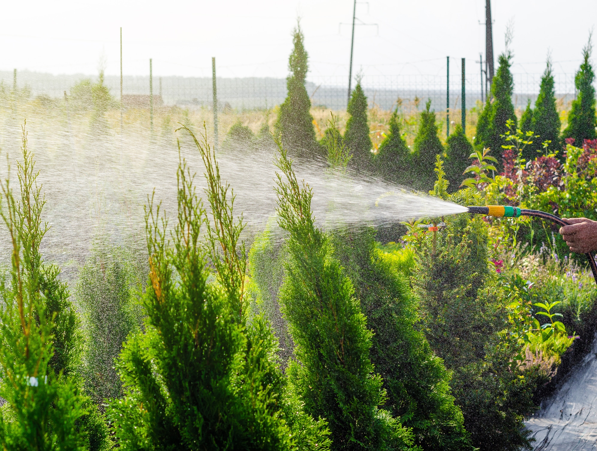 Optimizing Winter Tree Watering For Healthier Spring Growth