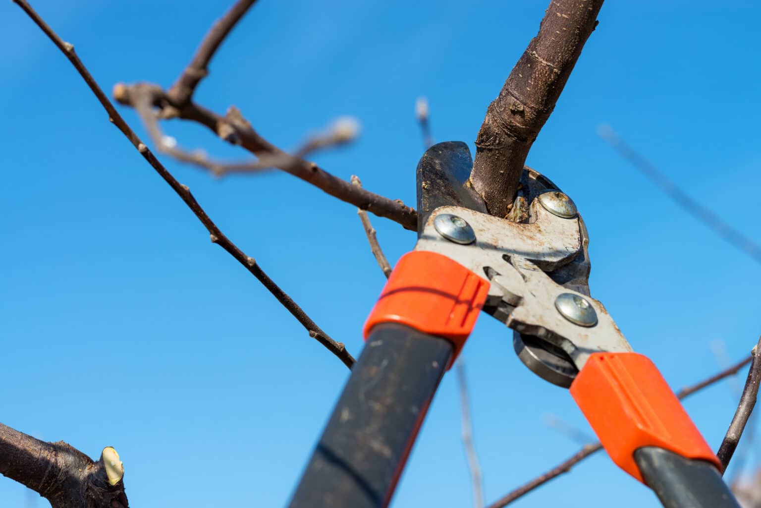 Top 5 Benefits of Winter Tree Pruning for Healthier Growth | S&P Tree ...