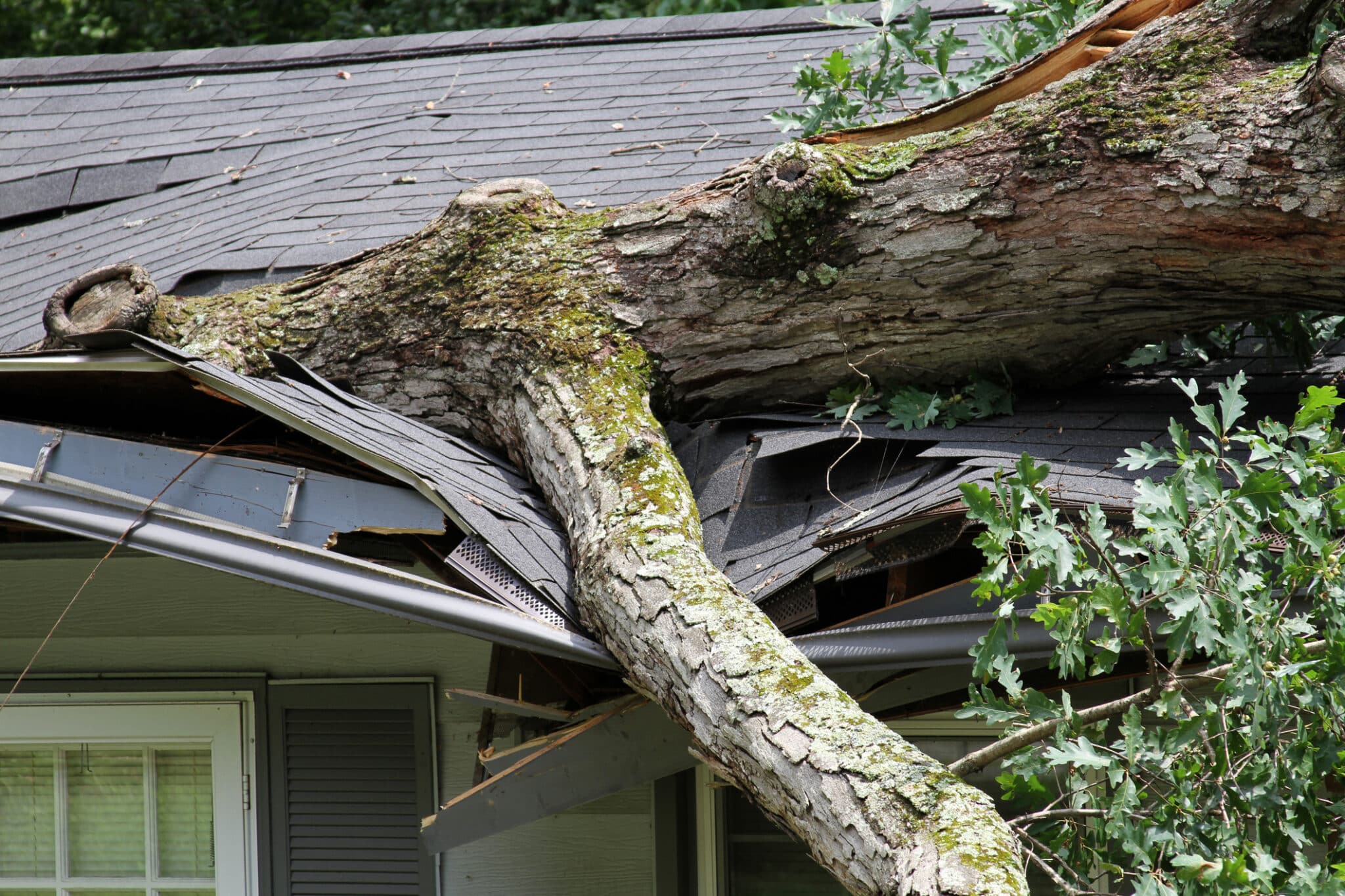 Common Tree Dangers Lurking in Yards