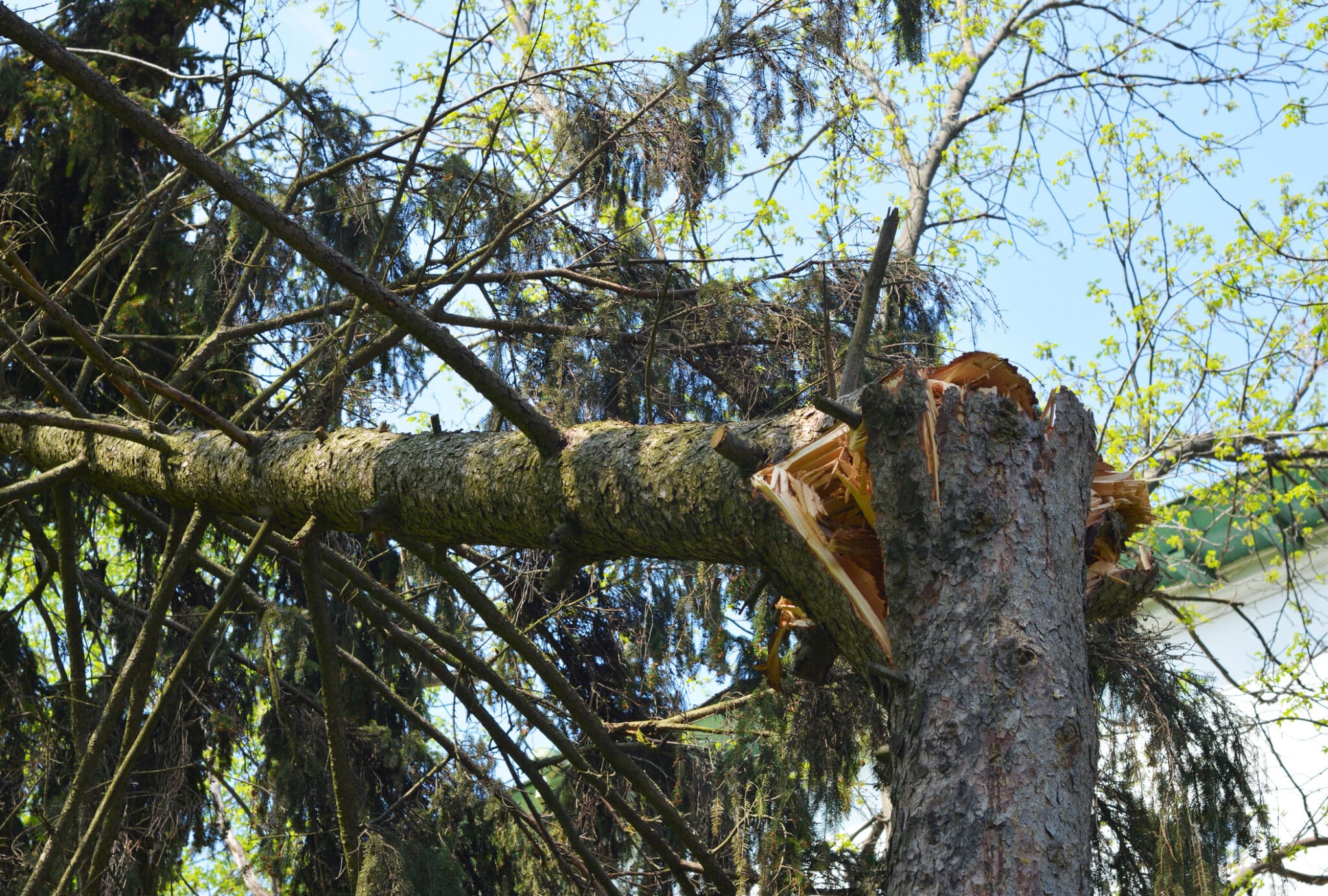 Avoid Costly Tree Problems with Prevention