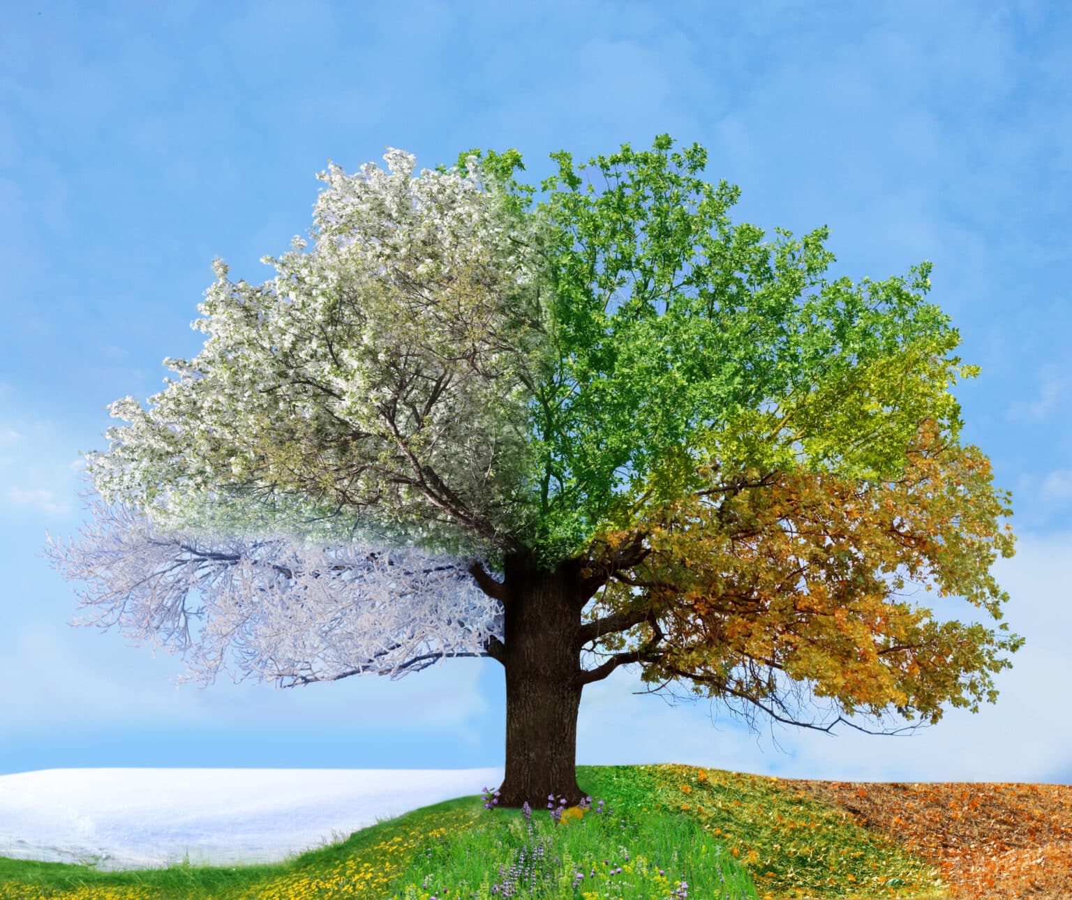 Tree Time: How Long Trees Live and Why It Matters | S&P Tree Service