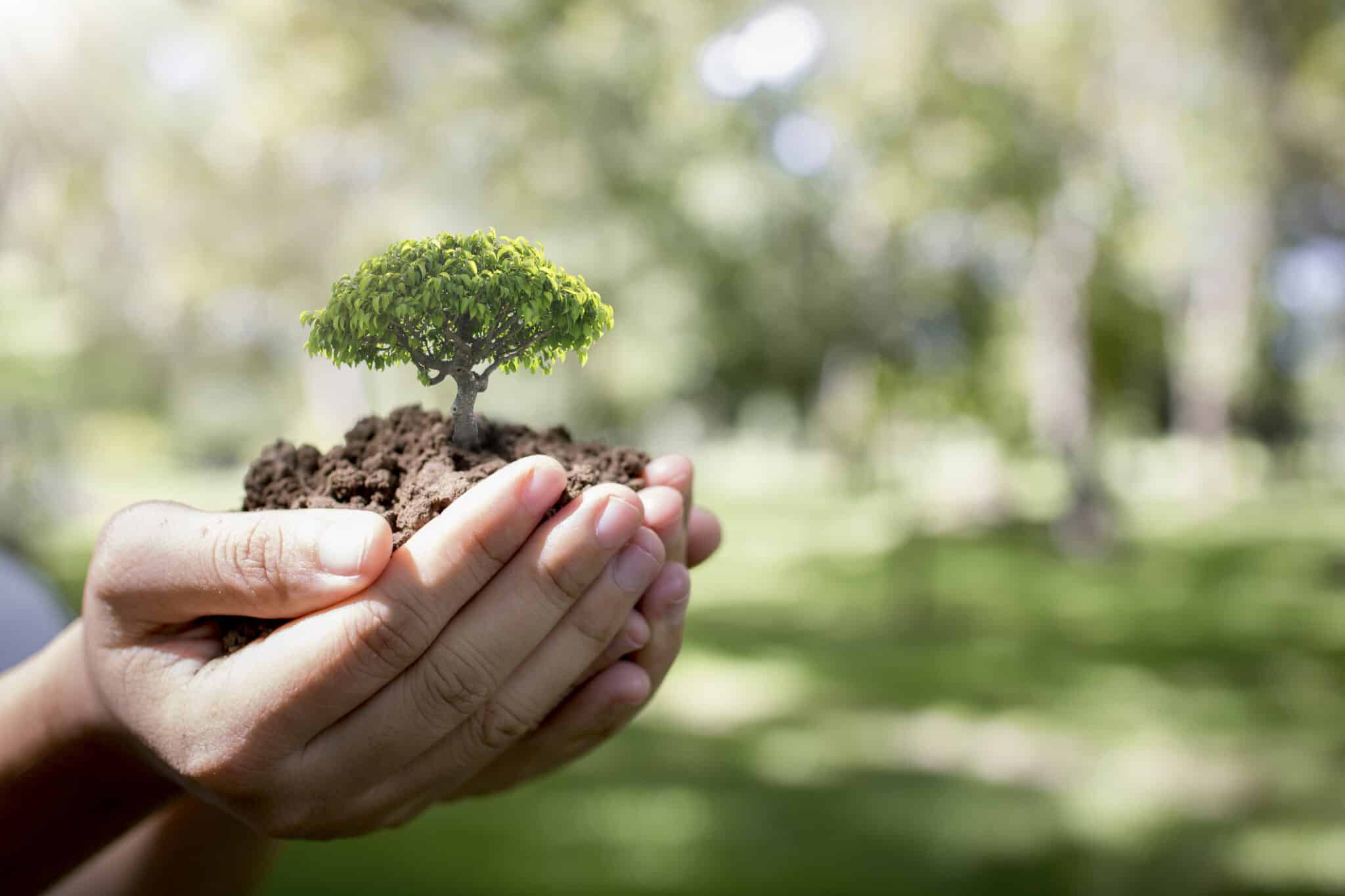 Cost-Effective Tree Care Strategies in Prosper