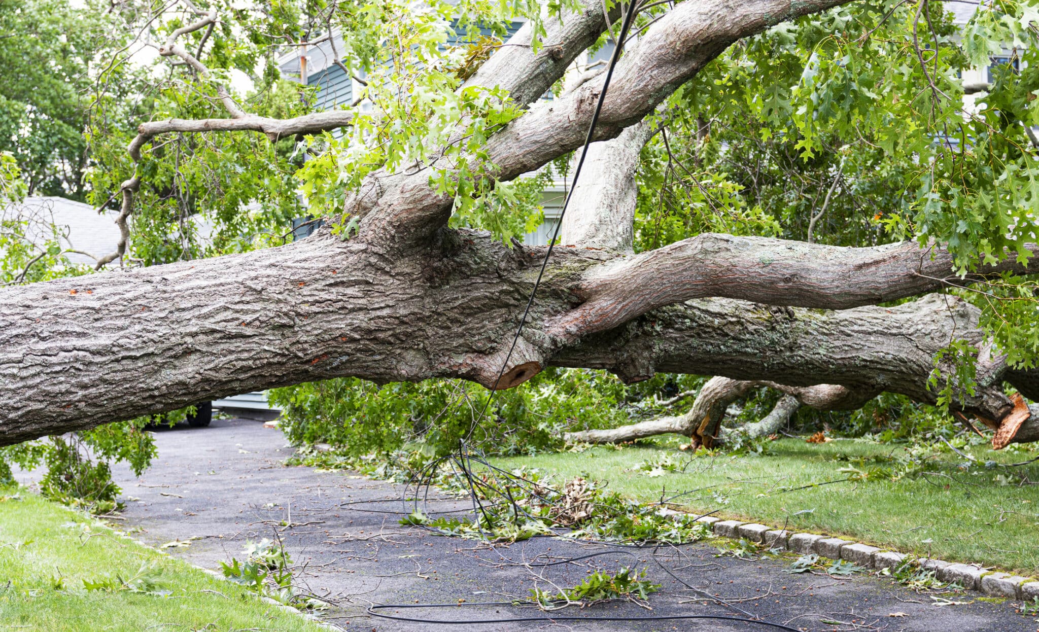 How to Identify Tree Hazards in Weatherford
