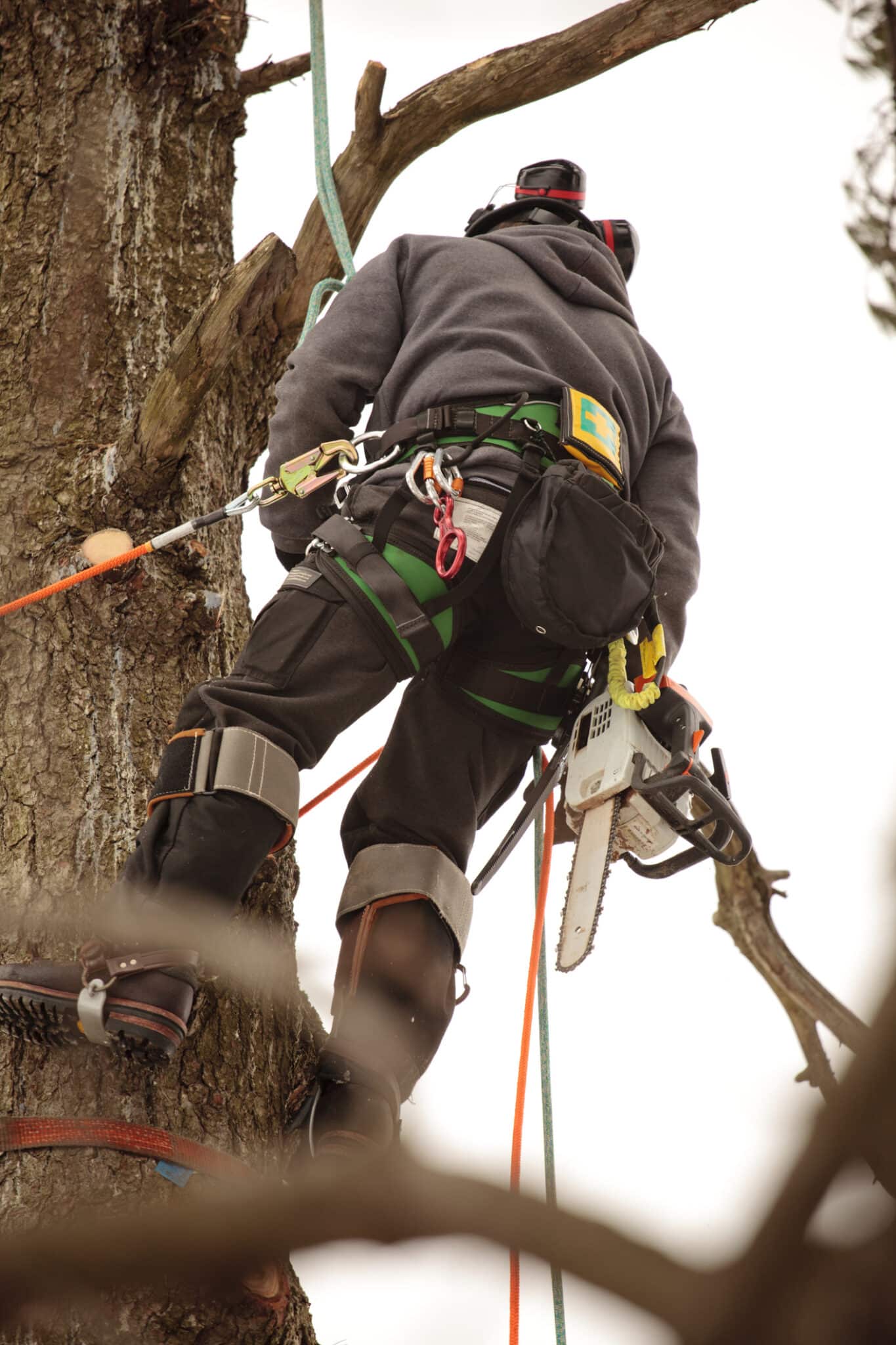 Advanced Tree Pruning Techniques in Fort Worth