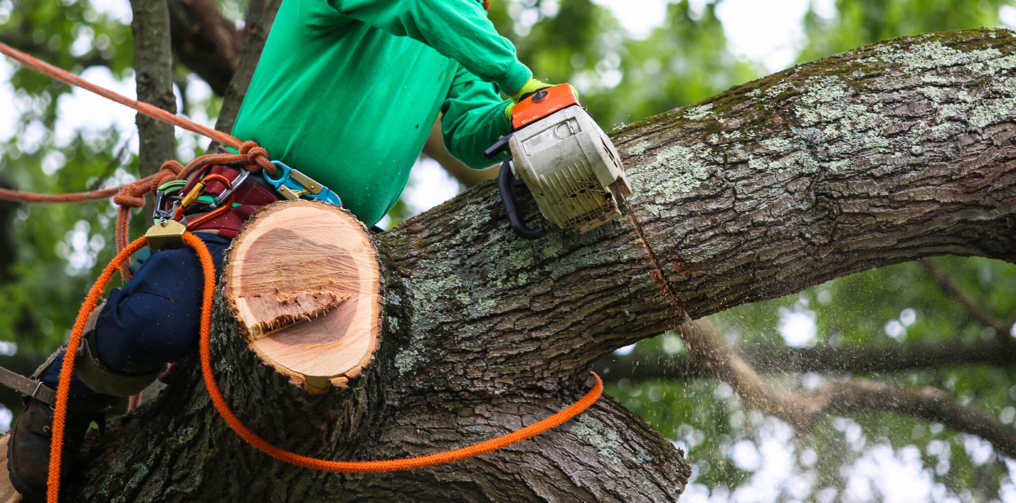 Tree Trimming Essentials for Spring in Dallas