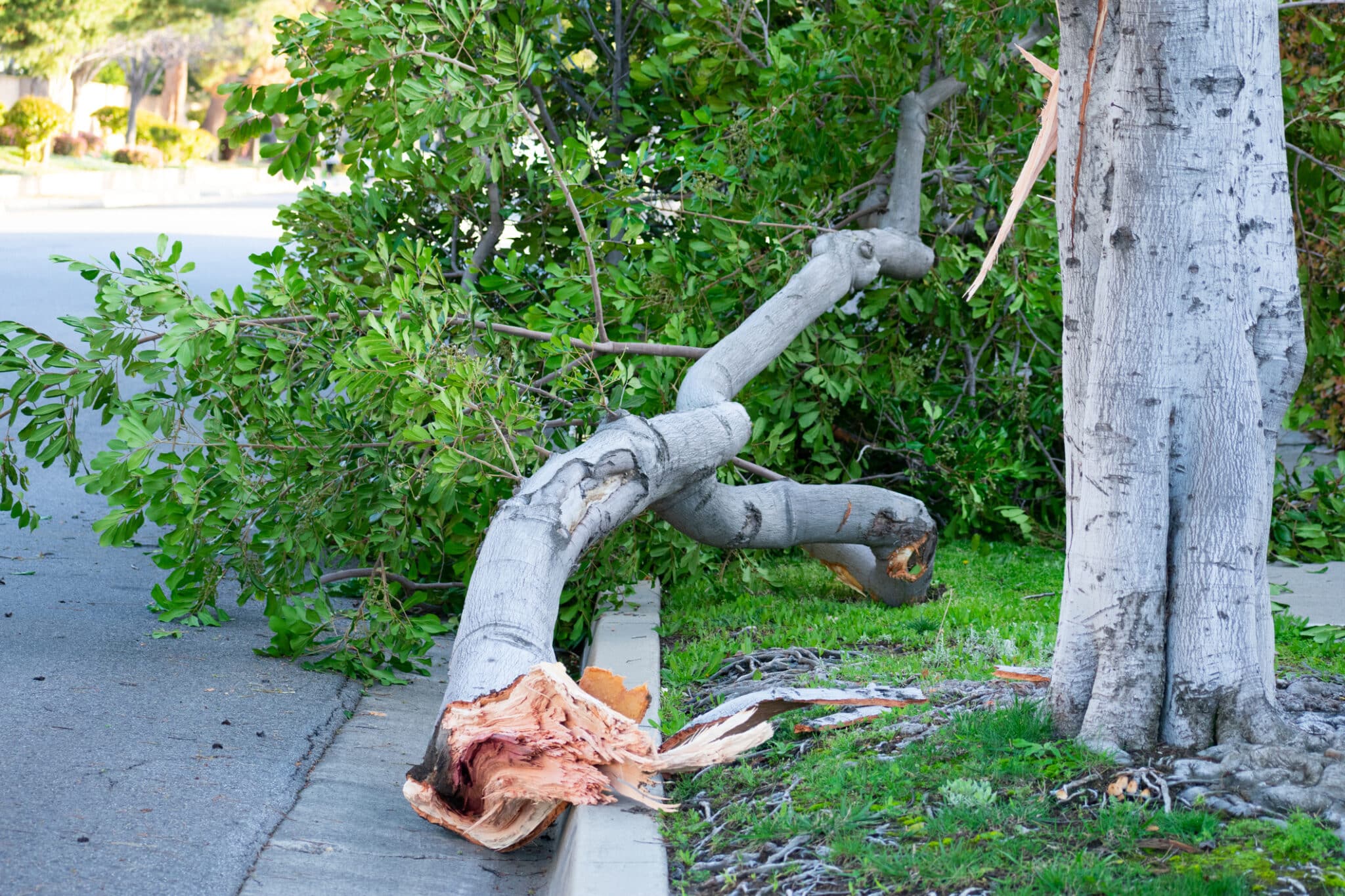 Tree Hazards.