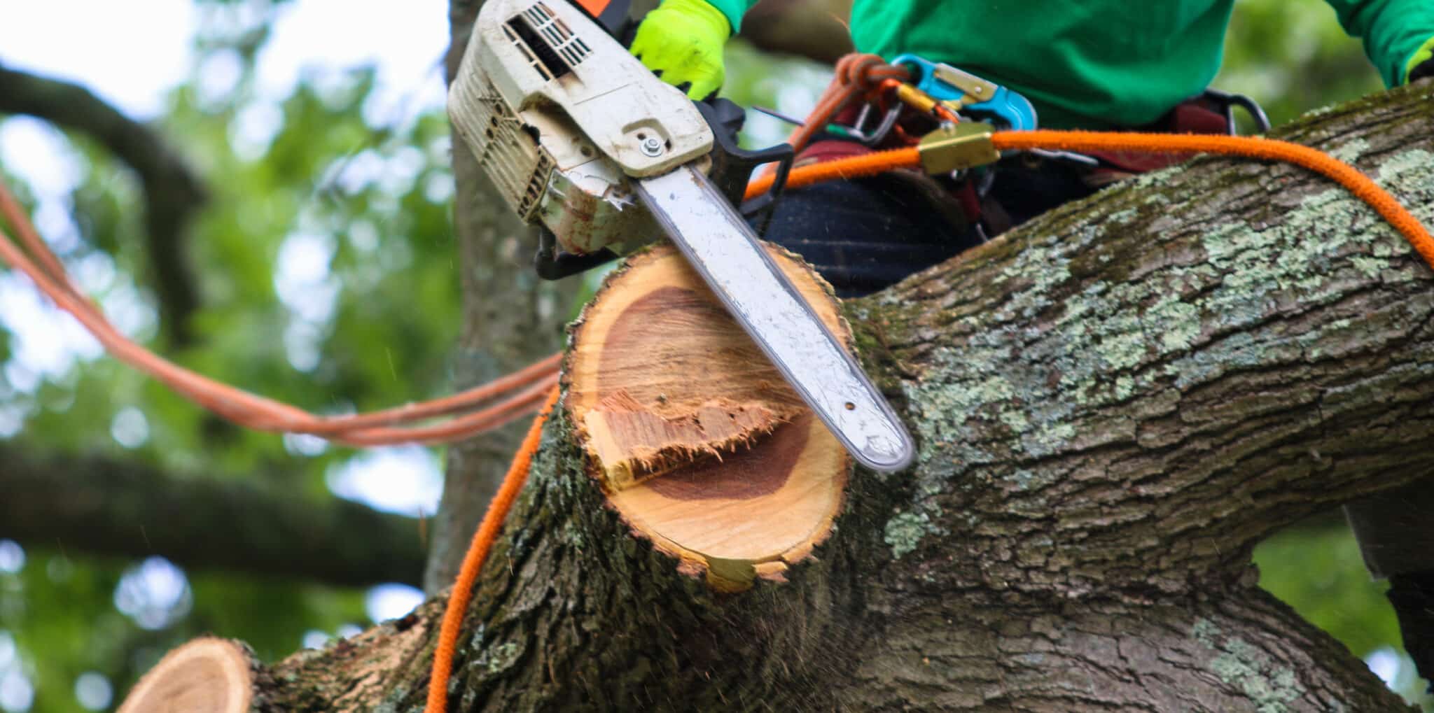 Cut branches, Tree Disease Prevention.