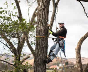 Certified Arborists