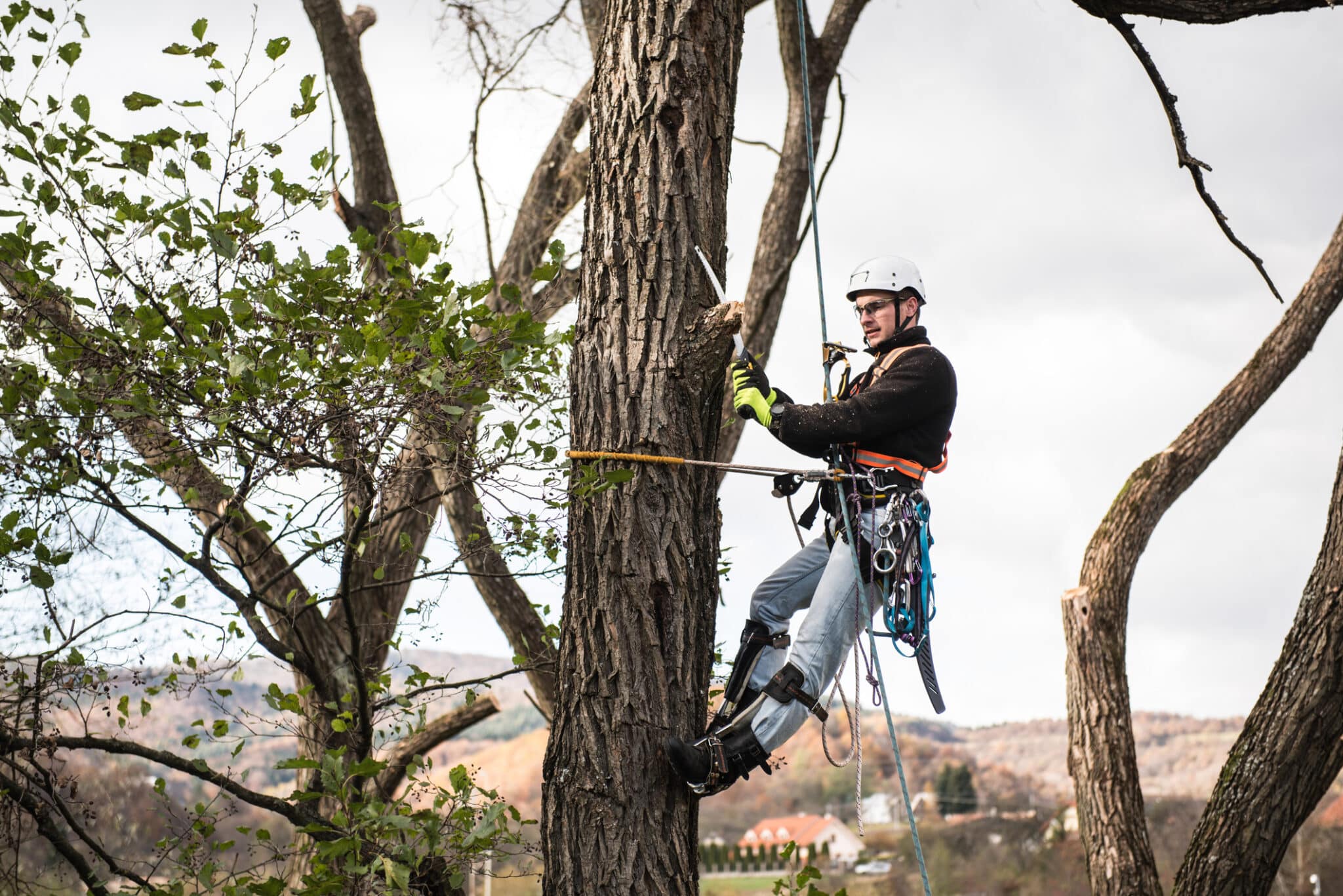 Certified Arborists