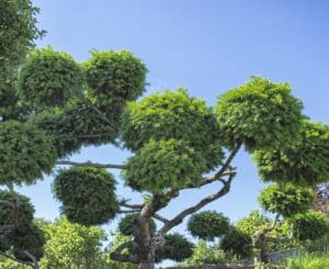 Tree Shaping.