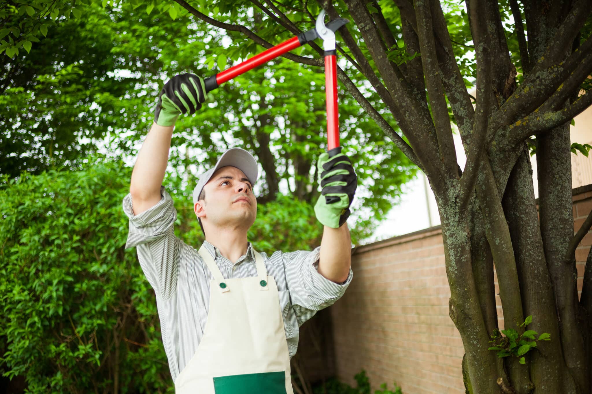 Pruning tree, Tree Growth Regulation Techniques.