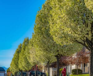Unveiling the Benefits of Advanced Tree Canopy Management.