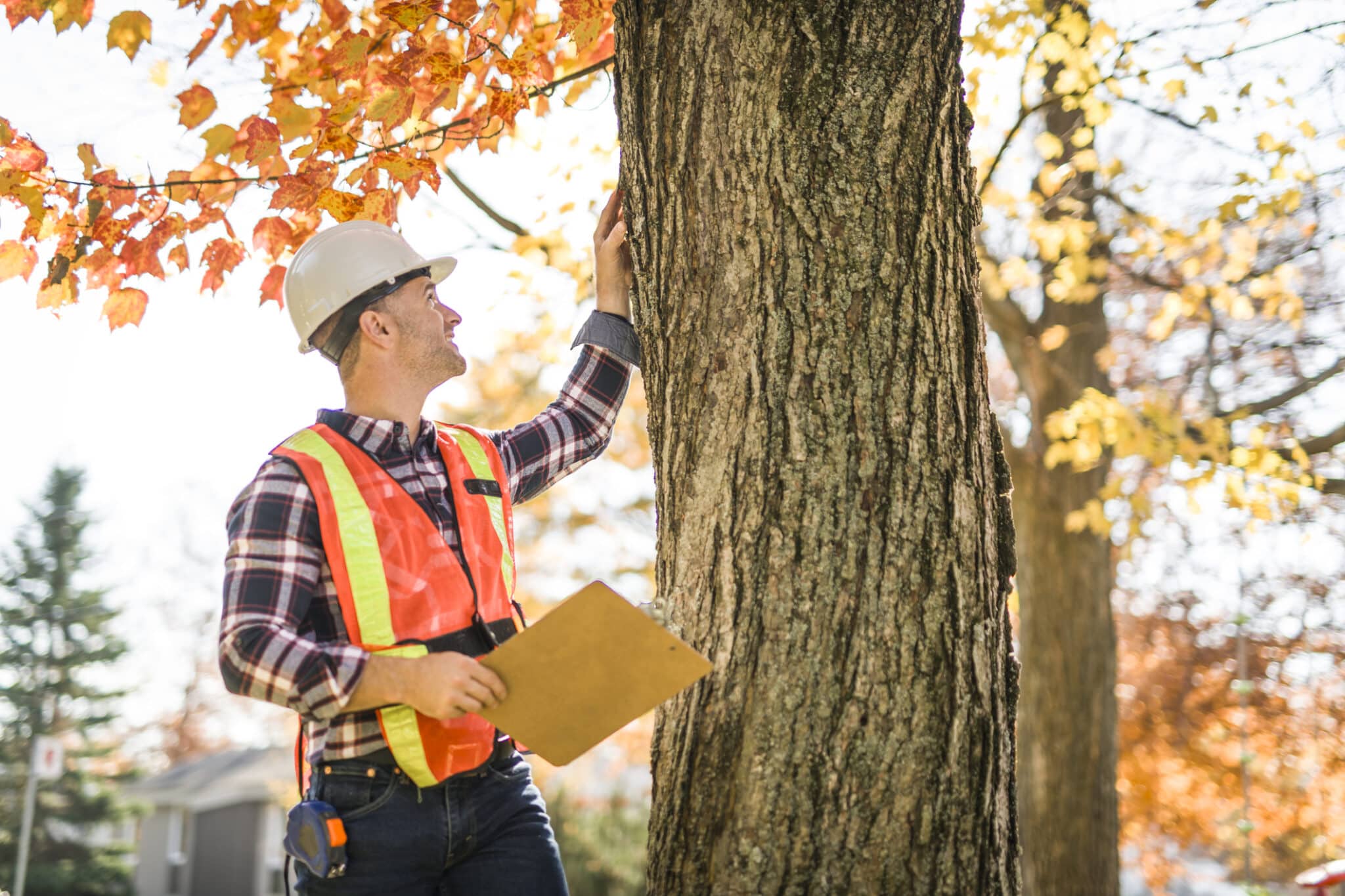 Essential Tips for Effective Tree Disease Prevention.