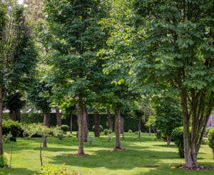 How to Choose the Right Tree Growth Regulation Techniques.