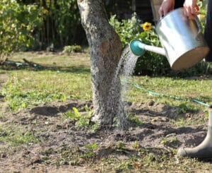 Tree Health.