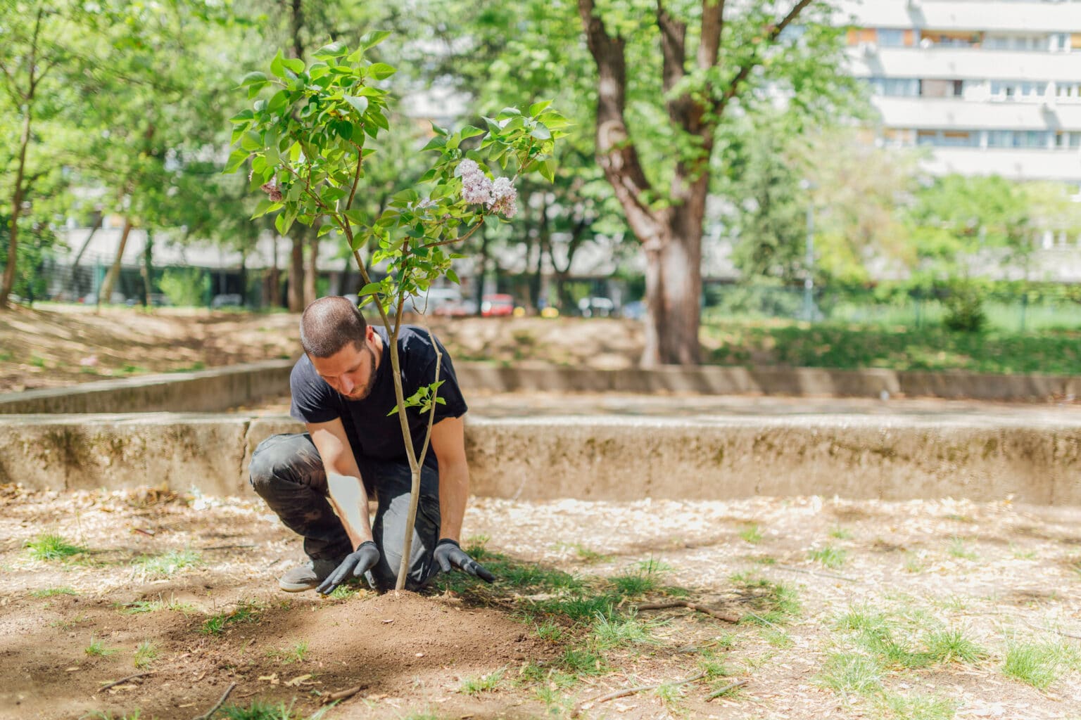 Unveiling the Benefits of Advanced Tree Canopy Management | S&P Tree ...