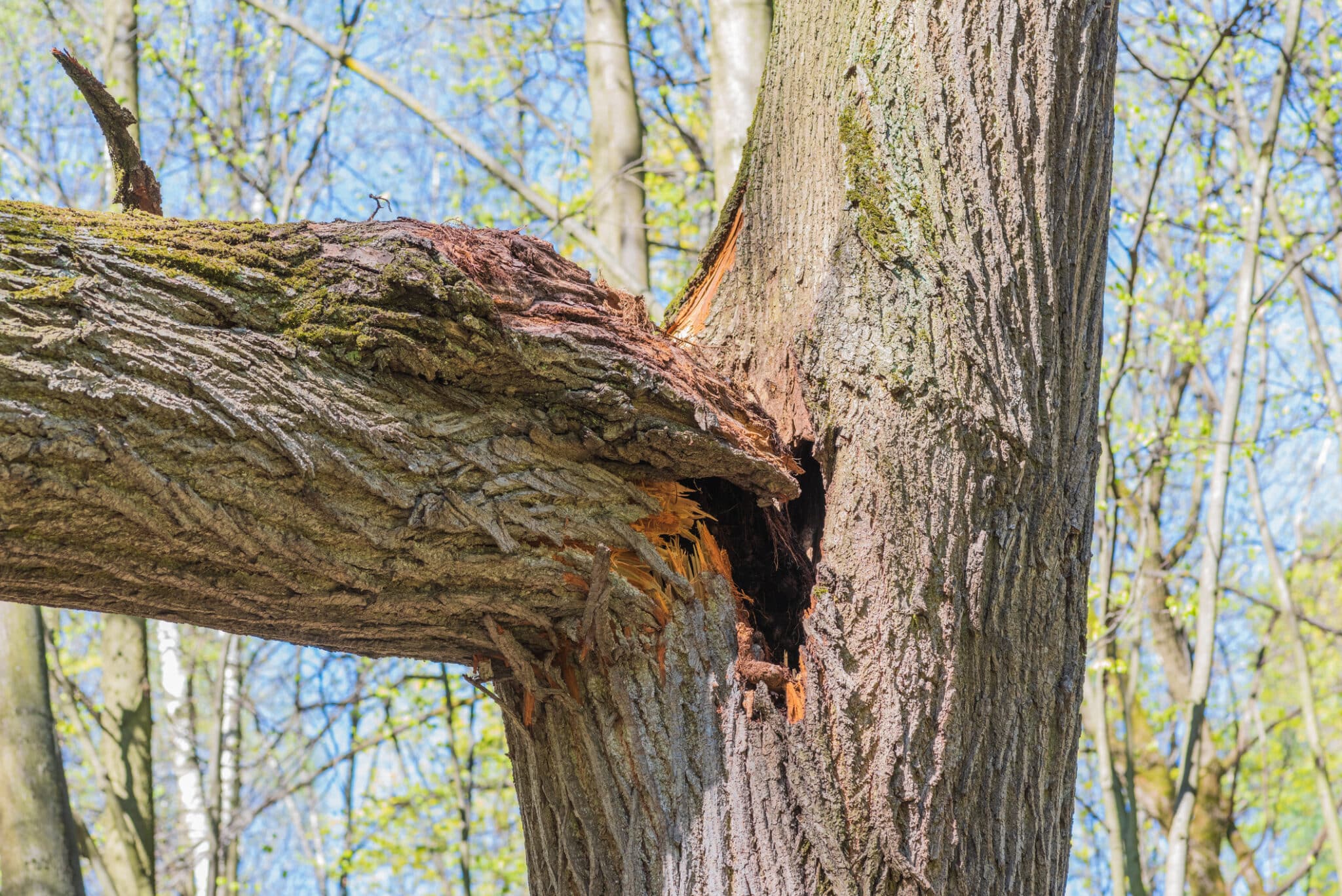 Weaken a tree's structure, Certified Arborists.